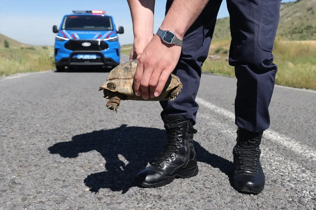 Jandarma: Kaplumbağalar için devriye atıyoruz