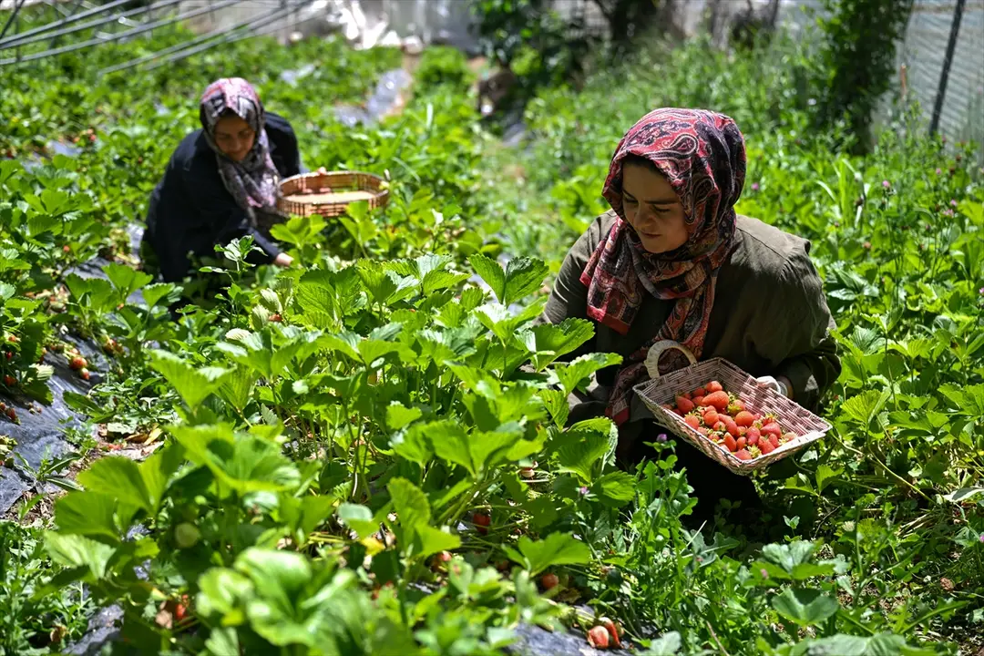 Kadın girişimci, devlet desteğiyle kurduğu serayla ilçenin tek çilek üreticisi oldu