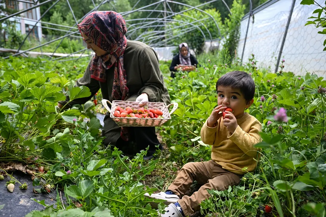 Kadın girişimci, devlet desteğiyle kurduğu serayla ilçenin tek çilek üreticisi oldu