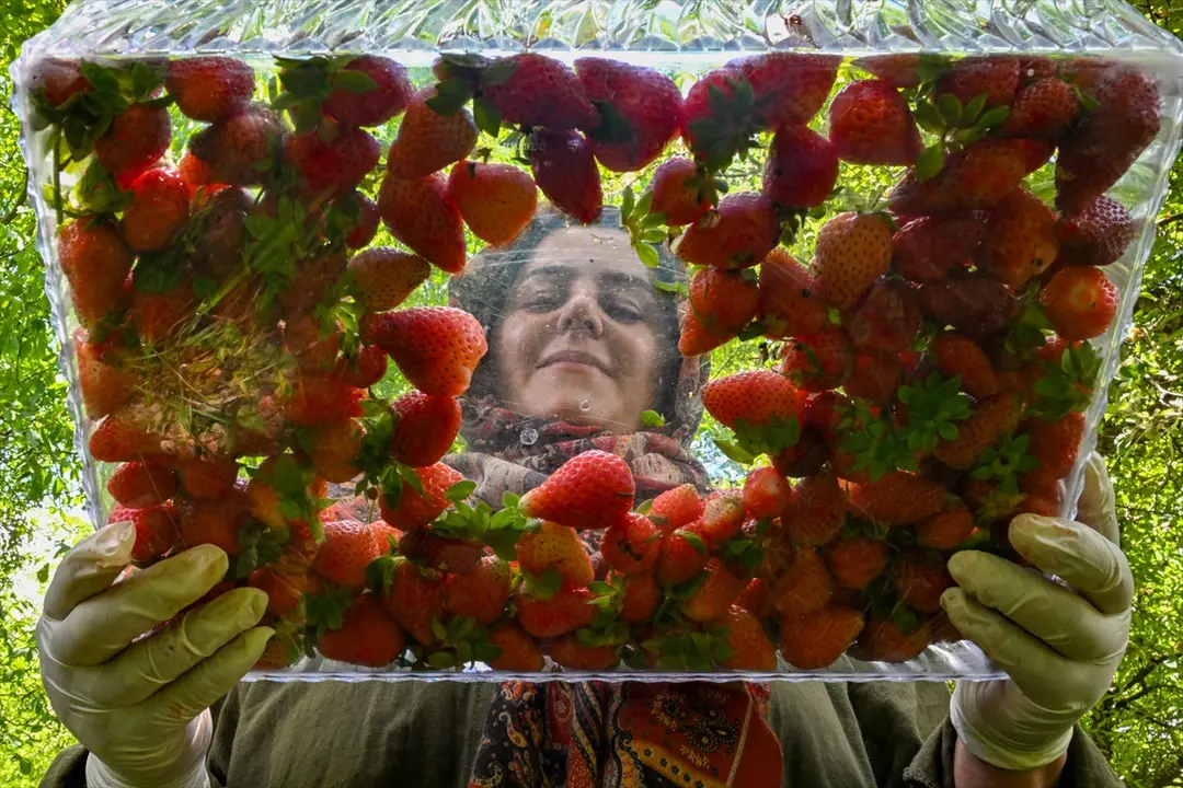Kadın girişimci, devlet desteğiyle kurduğu serayla ilçenin tek çilek üreticisi oldu