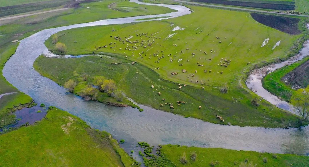 Kars'ta yağışlarla canlanan menderesler tarım ve hayvancılığa katkı sunuyor