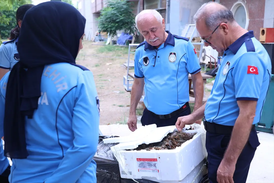 Antalya'da kolilerde 90 kg kerevit ele geçirildi