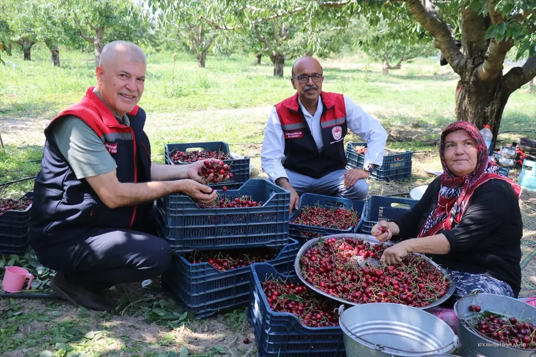 Uluborlu kirazı dalından dünyaya uzanıyor