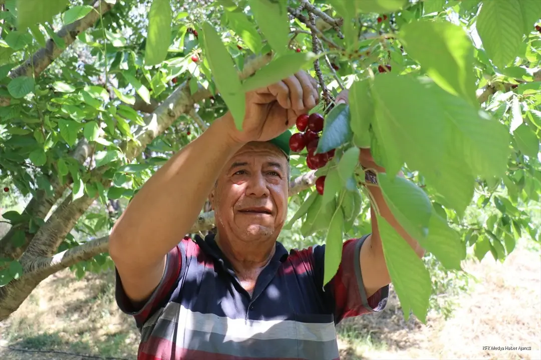 Uluborlu kirazı dalından dünyaya uzanıyor