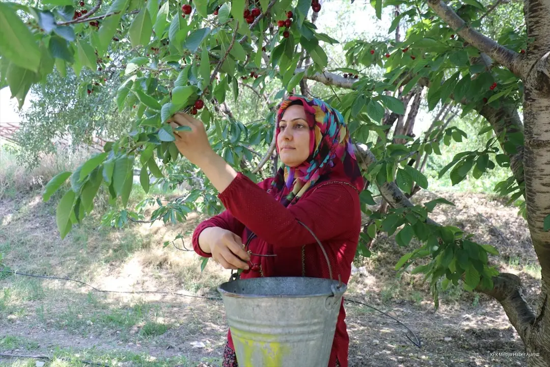 Uluborlu kirazı dalından dünyaya uzanıyor