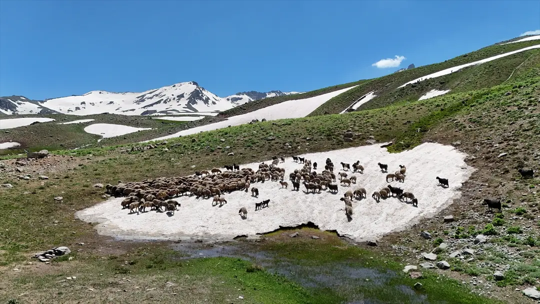 Berçelan Yaylası verimli otlaklarıyla göçerlerin, eşsiz güzellikleriyle doğaseverlerin rotasında