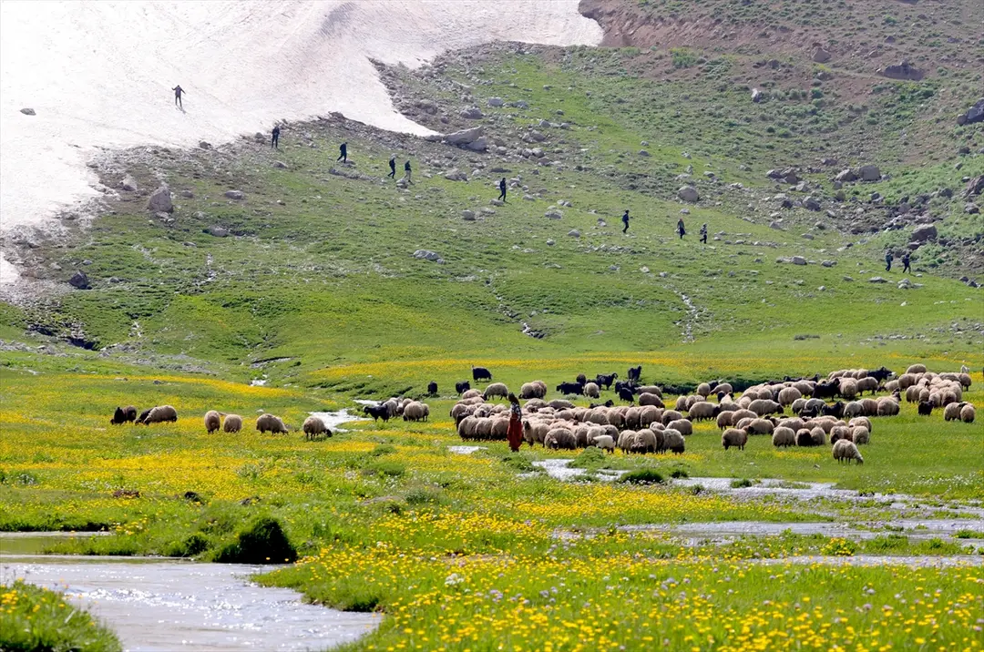 Berçelan Yaylası verimli otlaklarıyla göçerlerin, eşsiz güzellikleriyle doğaseverlerin rotasında