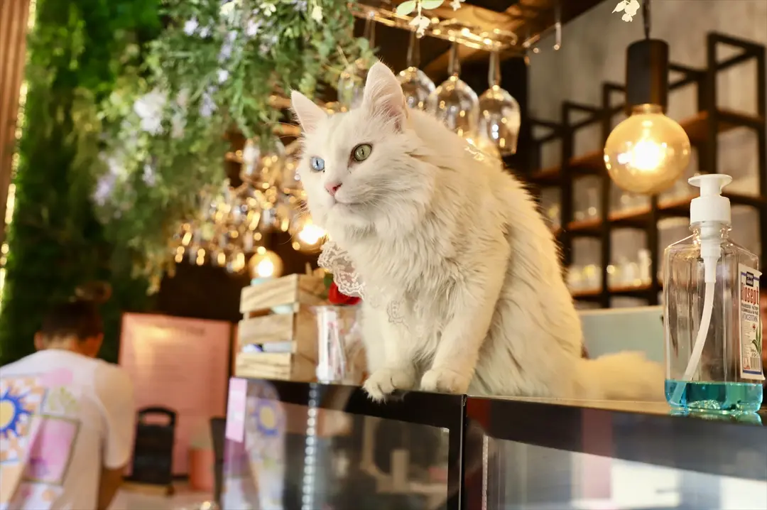 Üsküp'teki kedi kafesi hayvanseverlerin gözdesi oldu