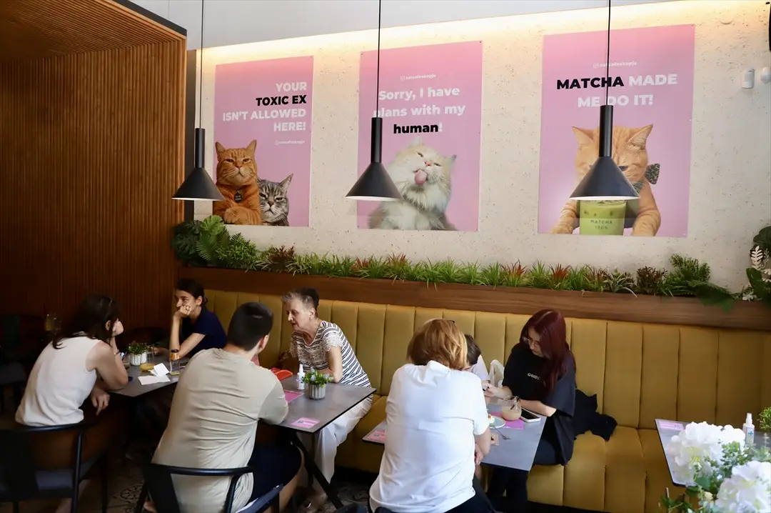 Üsküp'teki kedi kafesi hayvanseverlerin gözdesi oldu