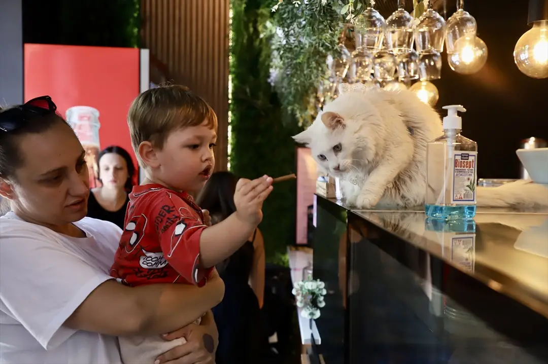 Üsküp'teki kedi kafesi hayvanseverlerin gözdesi oldu