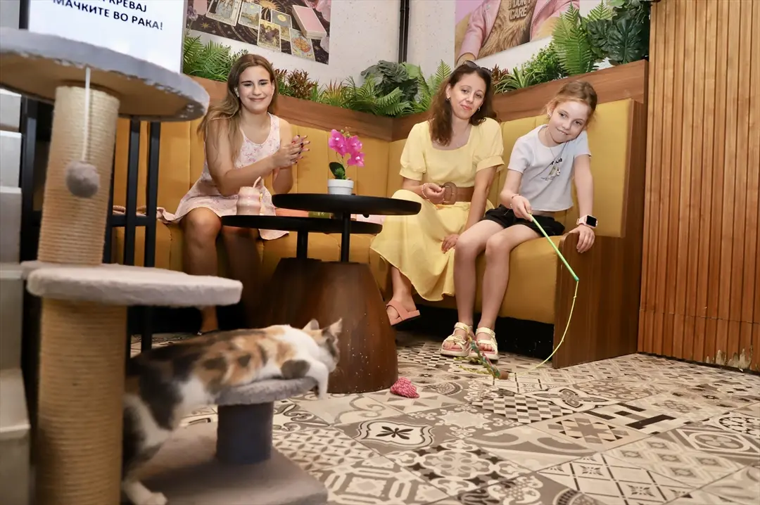 Üsküp'teki kedi kafesi hayvanseverlerin gözdesi oldu