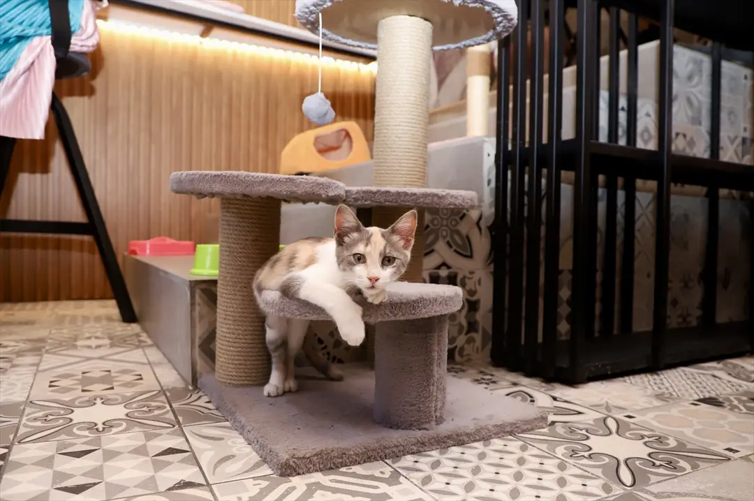 Üsküp'teki kedi kafesi hayvanseverlerin gözdesi oldu