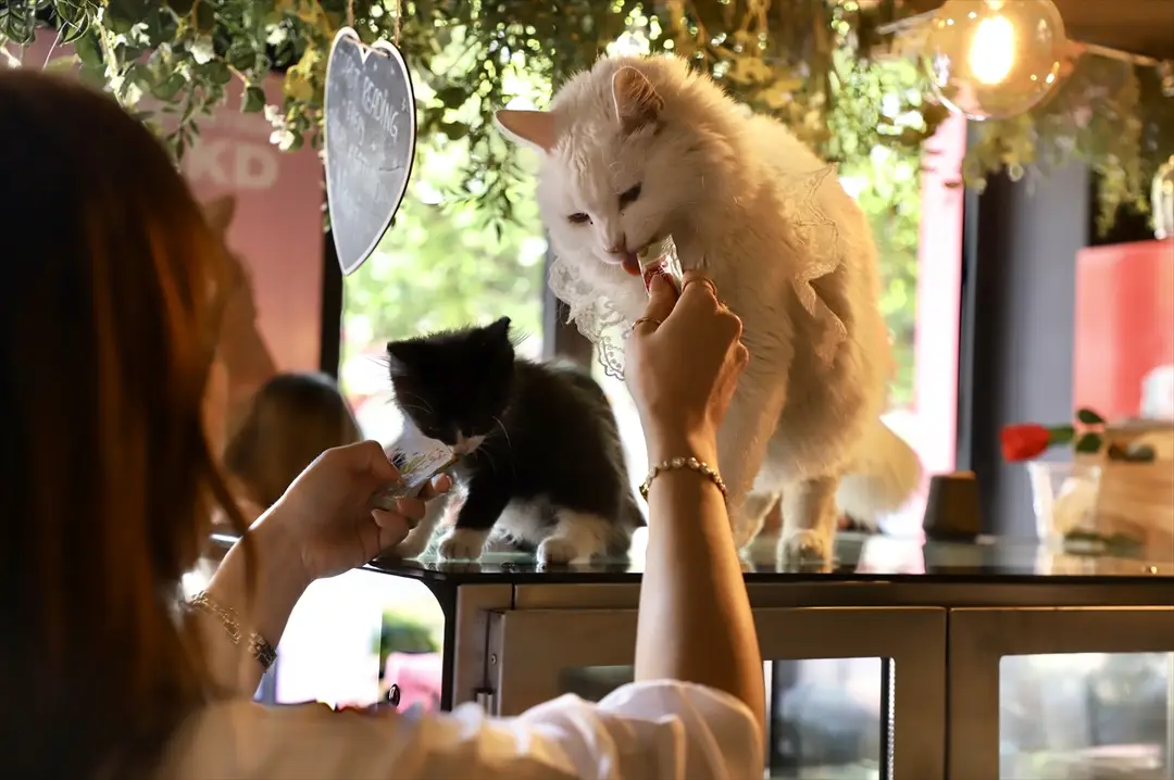 Üsküp'teki kedi kafesi hayvanseverlerin gözdesi oldu