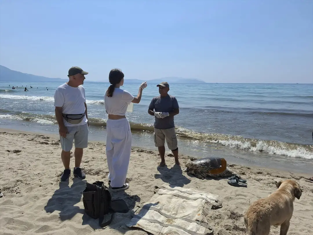 3 Caretta Caretta Sahilde Ölü Bulundu