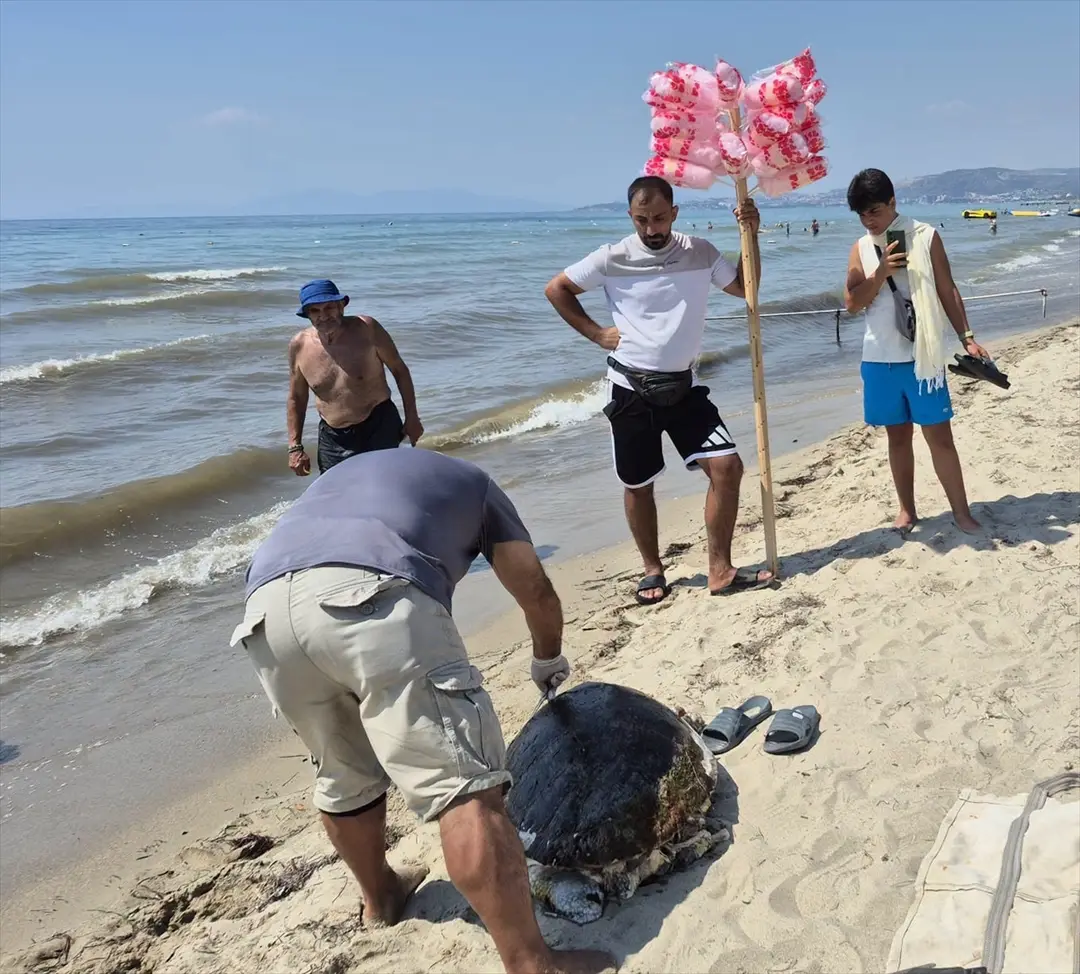 3 Caretta Caretta Sahilde Ölü Bulundu