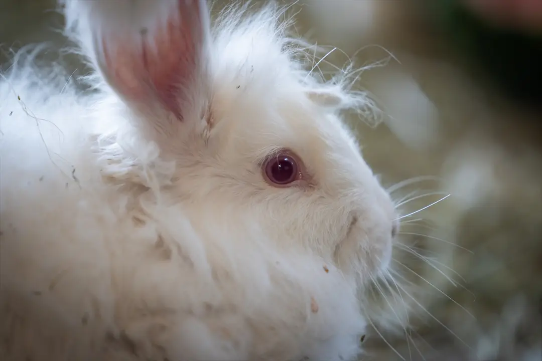 Koruma altında bulunan Angora tavşanlarına özel bakım