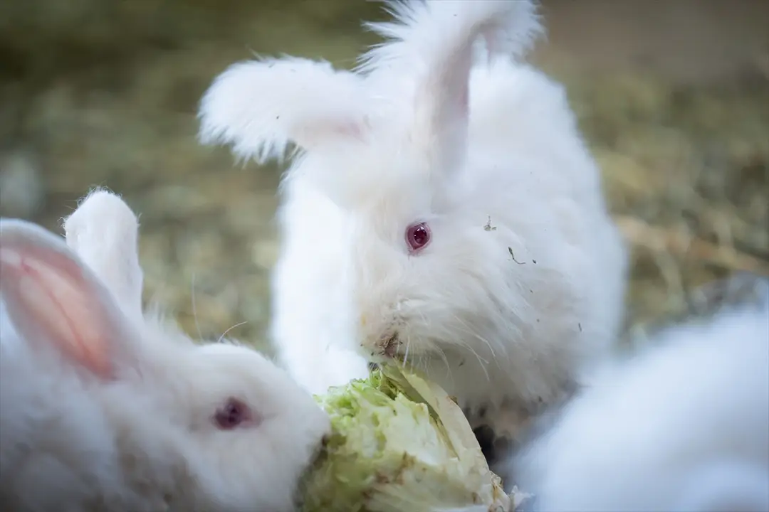 Koruma altında bulunan Angora tavşanlarına özel bakım