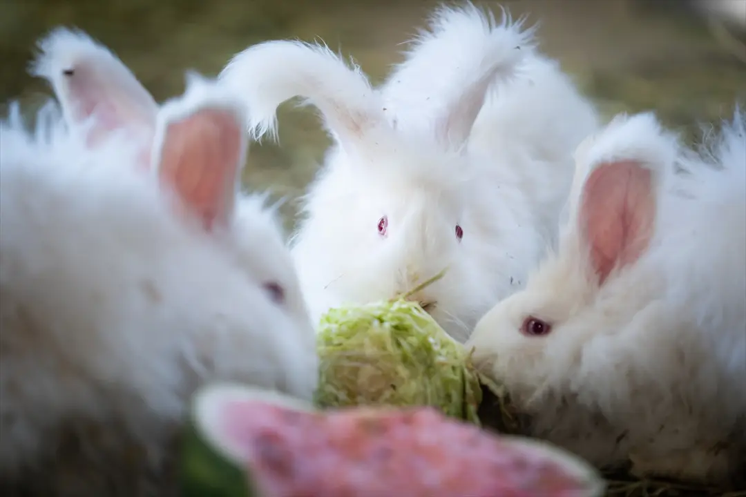 Koruma altında bulunan Angora tavşanlarına özel bakım