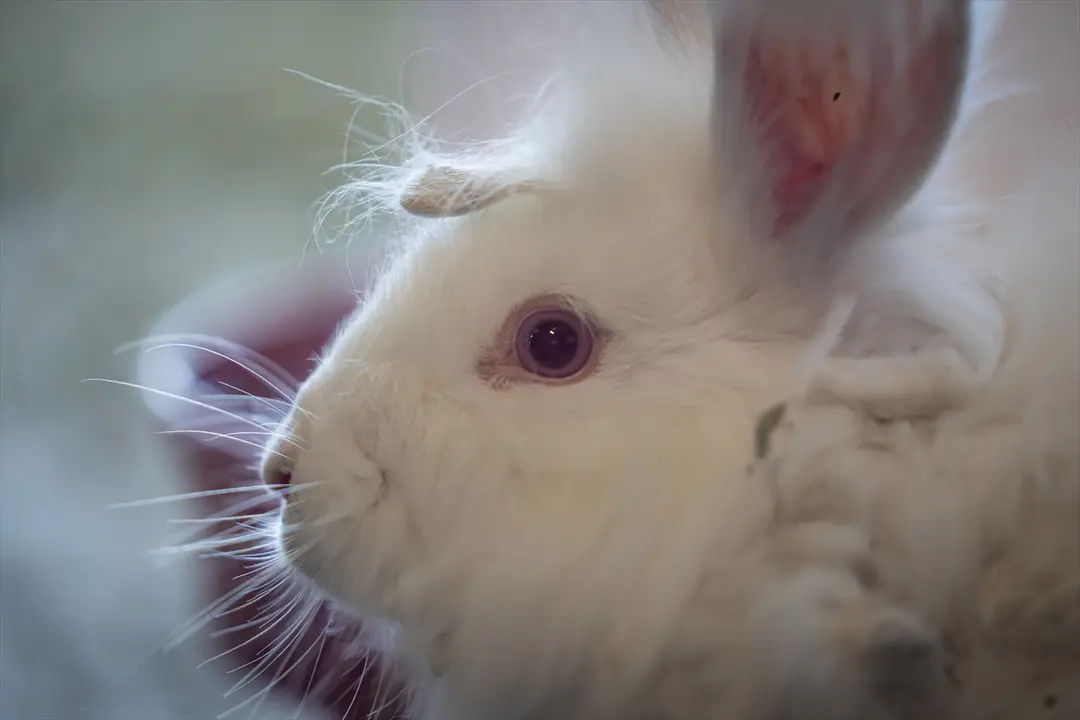 Koruma altında bulunan Angora tavşanlarına özel bakım