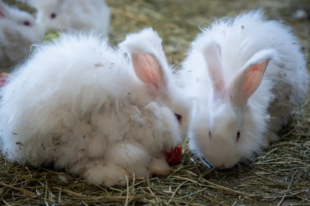 Koruma altında bulunan Angora tavşanlarına özel bakım