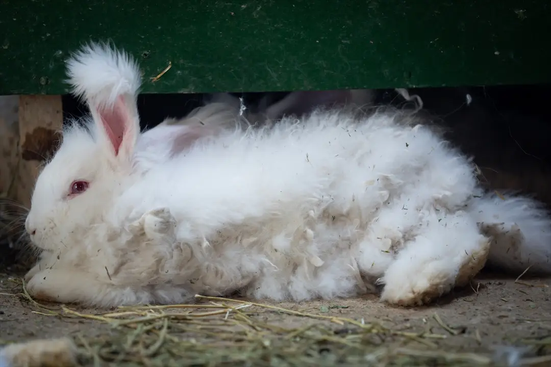 Koruma altında bulunan Angora tavşanlarına özel bakım