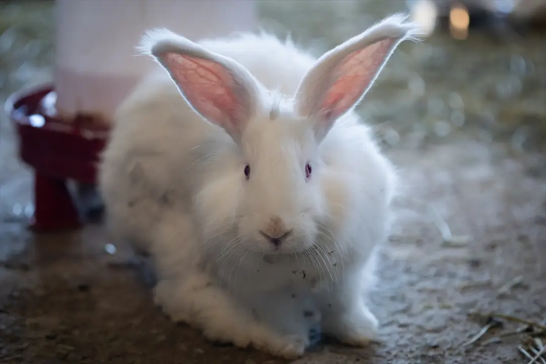 Koruma altında bulunan Angora tavşanlarına özel bakım