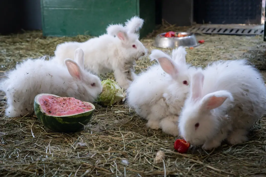 Koruma altında bulunan Angora tavşanlarına özel bakım