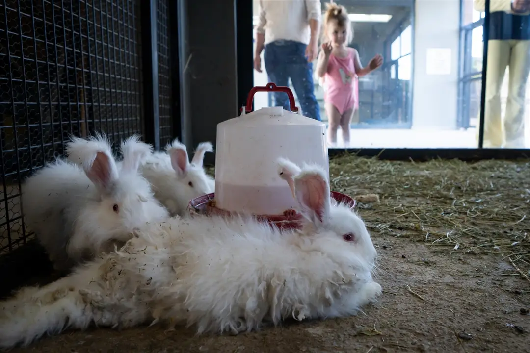 Koruma altında bulunan Angora tavşanlarına özel bakım