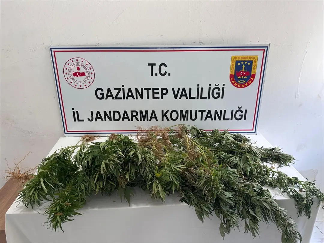 Gaziantep'te kenevir operasyonu: 8 şüpheliye işlem