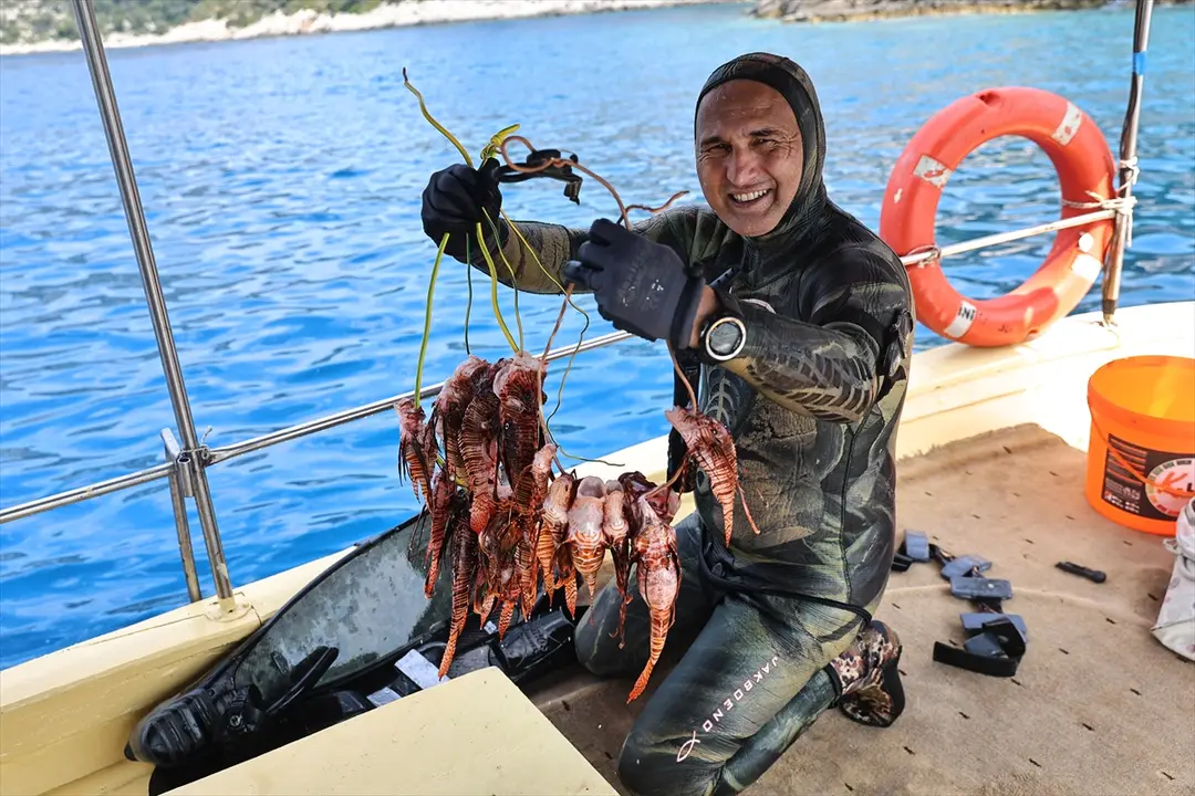 Antalya'da 151 Aslan Balığı Avlandı
