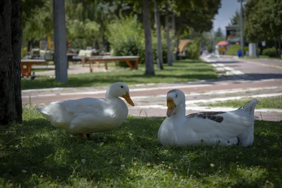 Gaziantep ve Malatya'da sıcak hava yaşamı etkiliyor