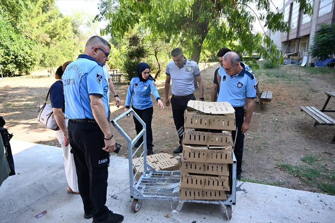 Antalya'da usulsüz taşınan 700 civcive el konuldu
