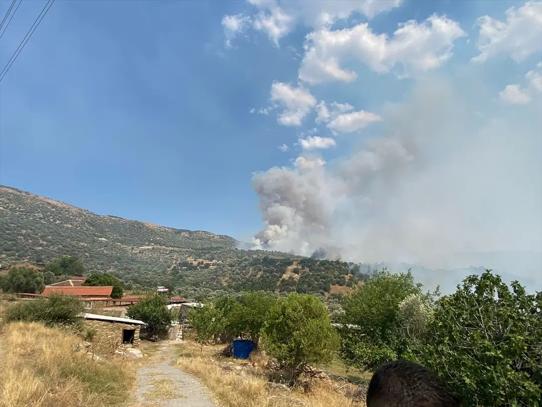 Aydın'da zeytinlik ve otluk alanda yangın çıktı