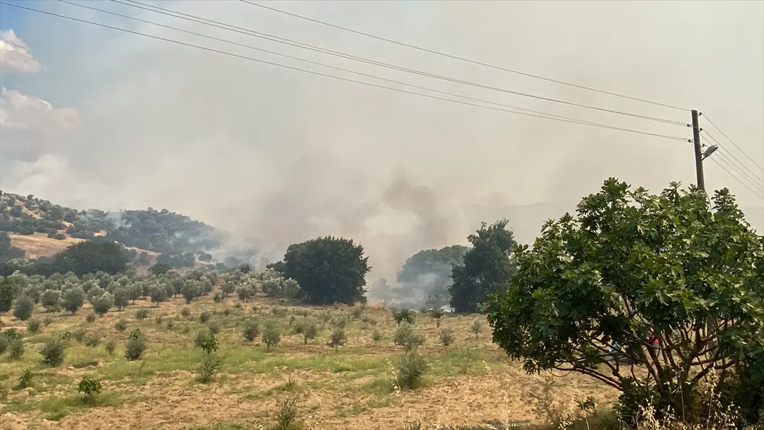 Aydın'da zeytinlik ve otluk alanda yangın çıktı
