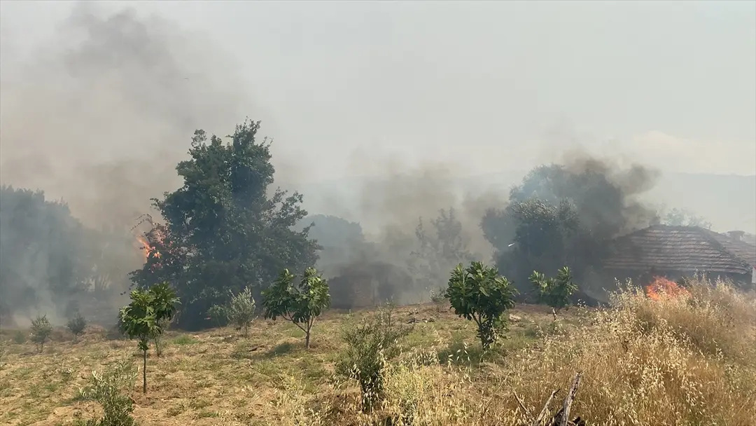 Aydın'da zeytinlik ve otluk alanda yangın çıktı