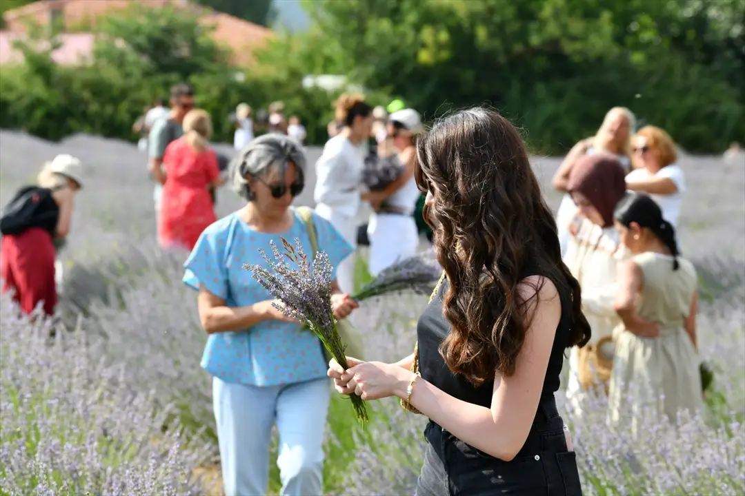 Fethiye'de lavanta hasadı yapıldı