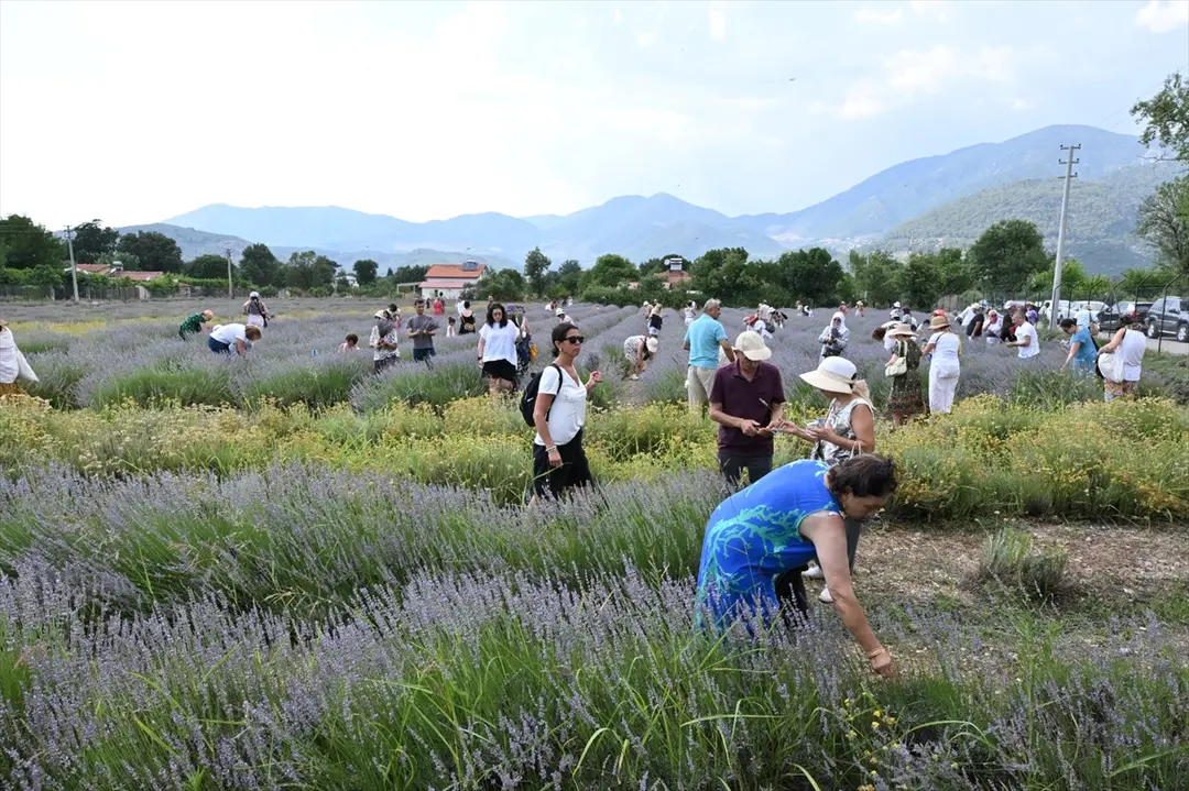Fethiye'de lavanta hasadı yapıldı