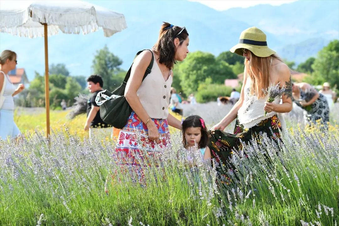 Fethiye'de lavanta hasadı yapıldı