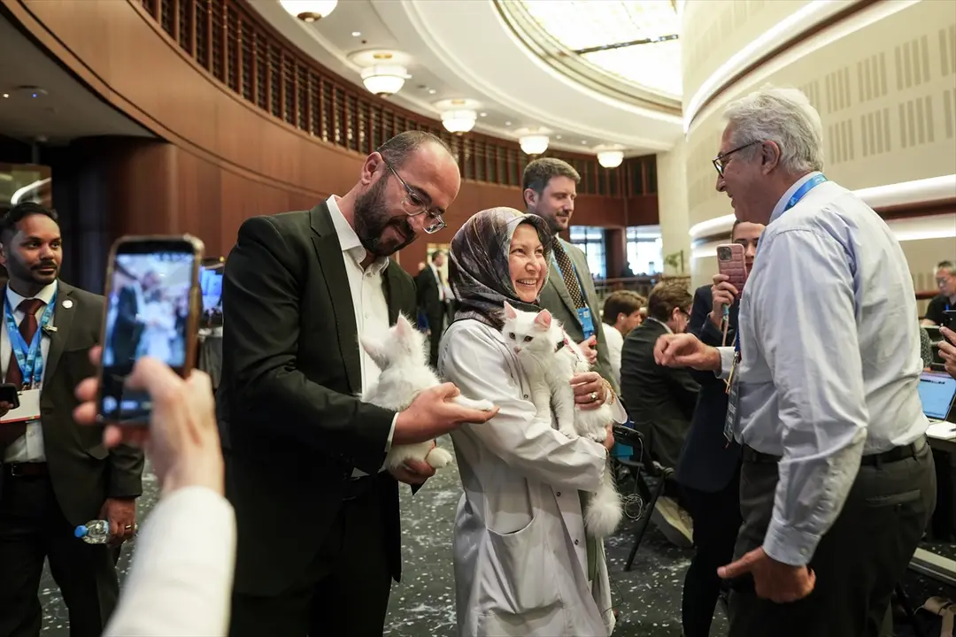 NATO ANKARA ZİRVESİ - Ankara kedileri, zirveyi takip eden yabancı gazetecilerin ilgi odağı oldu