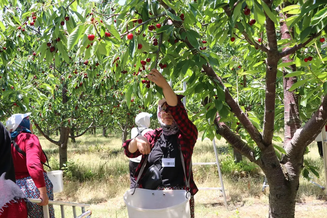 TARSİM sayesinde 5 bin dönümlük bahçede hasat başladı