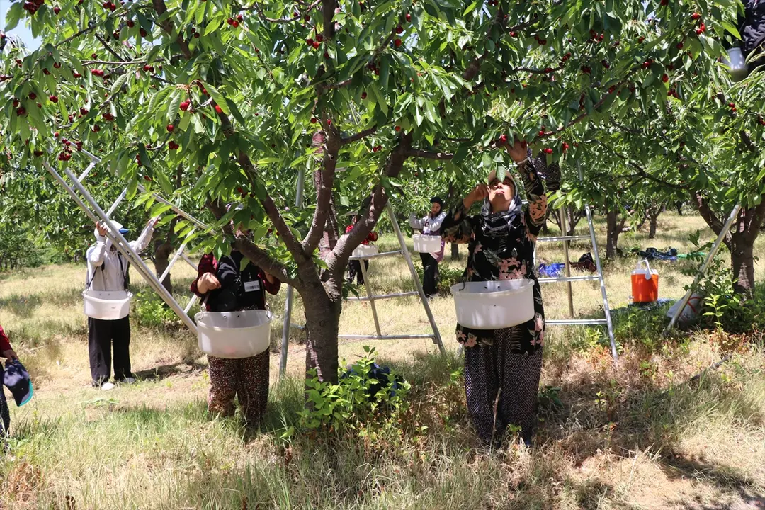 TARSİM sayesinde 5 bin dönümlük bahçede hasat başladı