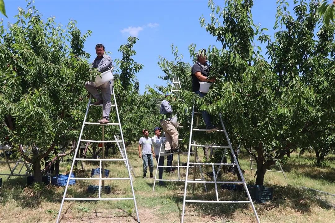 TARSİM sayesinde 5 bin dönümlük bahçede hasat başladı