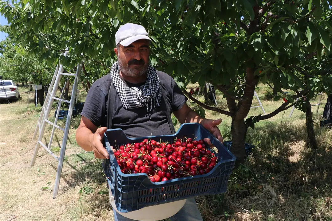 TARSİM sayesinde 5 bin dönümlük bahçede hasat başladı