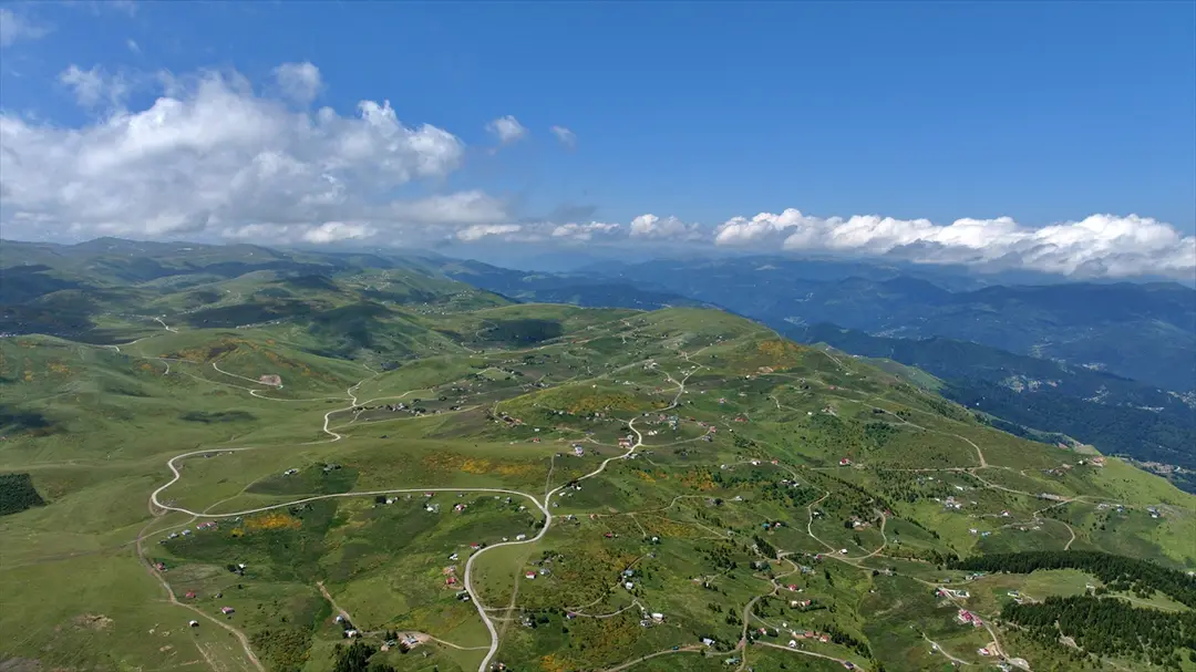 Trabzon'da orman gülleri Taşlıoba Yaylası'nı renklendirdi