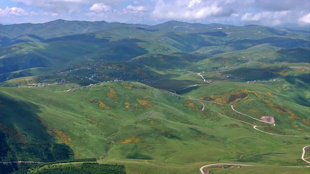 Trabzon'da orman gülleri Taşlıoba Yaylası'nı renklendirdi