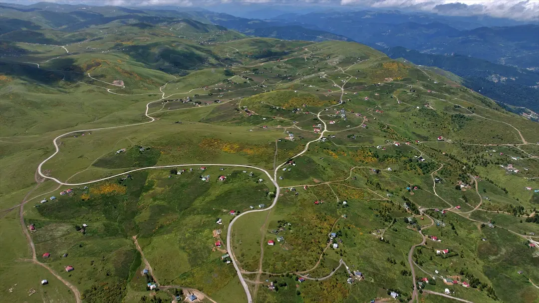 Trabzon'da orman gülleri Taşlıoba Yaylası'nı renklendirdi