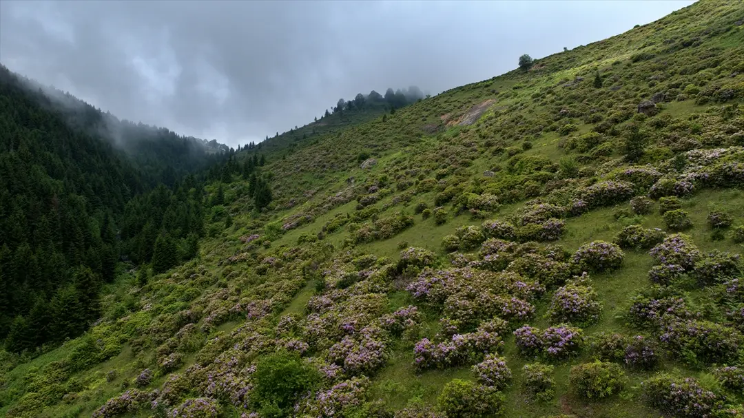 Trabzon'da orman gülleri Taşlıoba Yaylası'nı renklendirdi