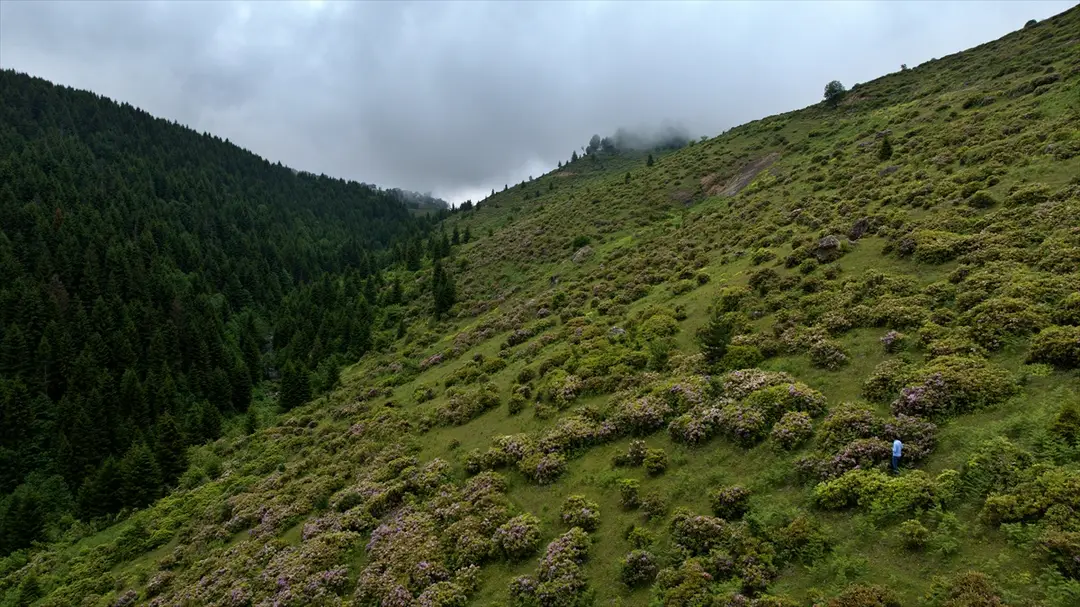 Trabzon'da orman gülleri Taşlıoba Yaylası'nı renklendirdi
