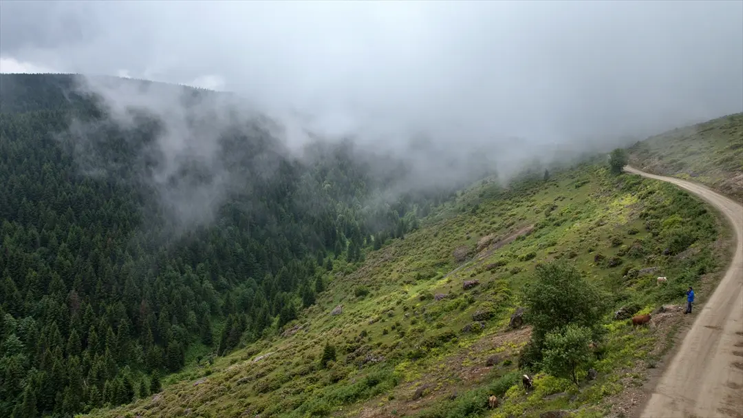 Trabzon'da orman gülleri Taşlıoba Yaylası'nı renklendirdi
