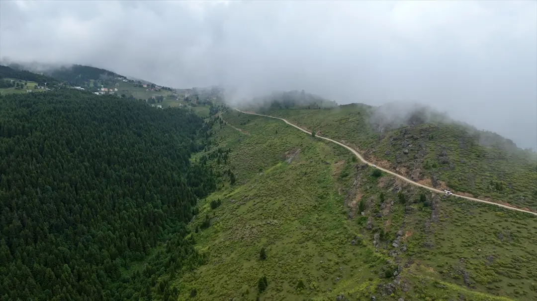Trabzon'da orman gülleri Taşlıoba Yaylası'nı renklendirdi